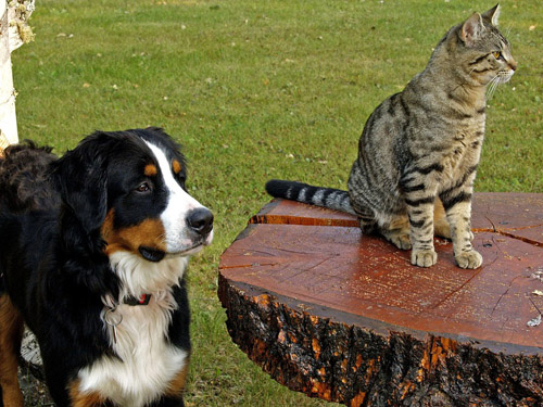 Agriturismo cani e gatti ammessi e davvero benaccetti