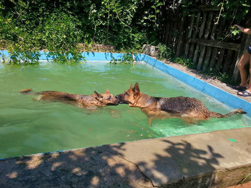Agriturismo animali ammessi e benvenuti, con piscina per cani