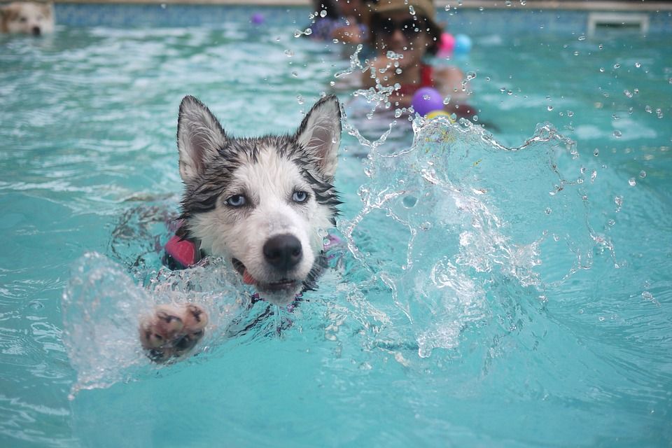 Vacanze con il cane in strutture con piscina per cani