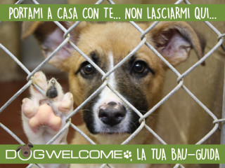 I rifugi ed i canili in Italia - adozioni di cani e gatti