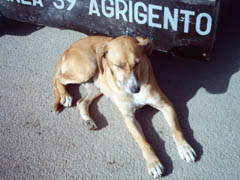 i cani di Porto Empedocle