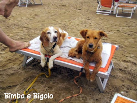 Cani in vacanza a Bibione, Venezia, Veneto