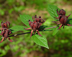 Calicanto estivo - Florido - pianta velenosa per gli animali