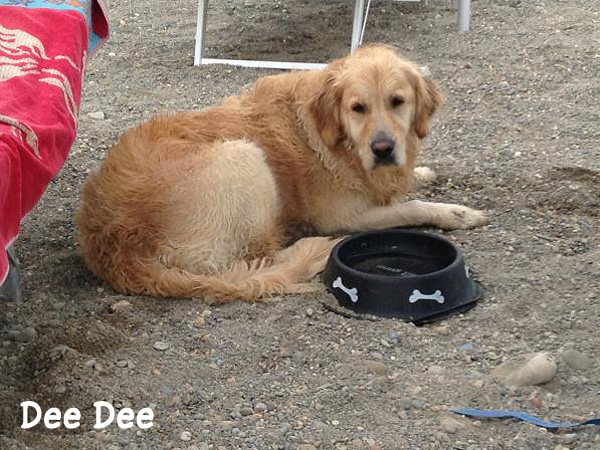 Dee Dee a Sanremo - vacanze con il cane in Liguria