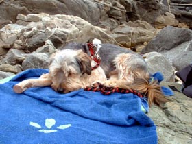 Gacchan, il fondatore di Dogwelcome in spiaggia in Spagna nel 1998