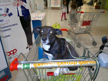Ipercoop Torino cani ammessi al supermercato