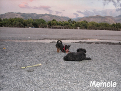 Memole - cane in vacanza in Calabria