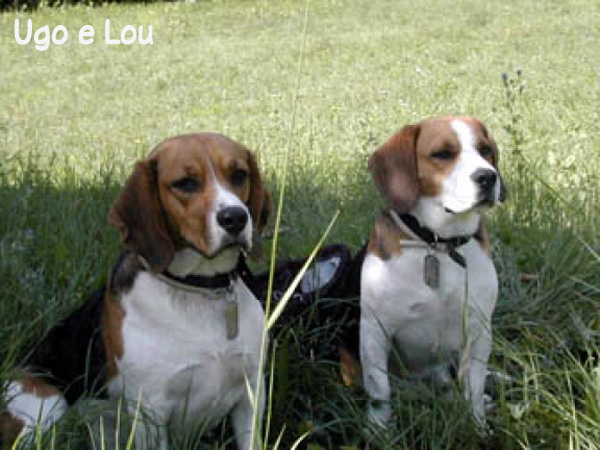 Ugo e Lou - cani in vacanza in Emilia Romagna