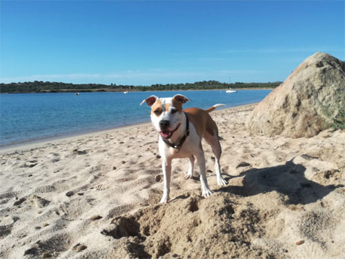 Astrid di Noemi - cane in vacanza in Sardegna