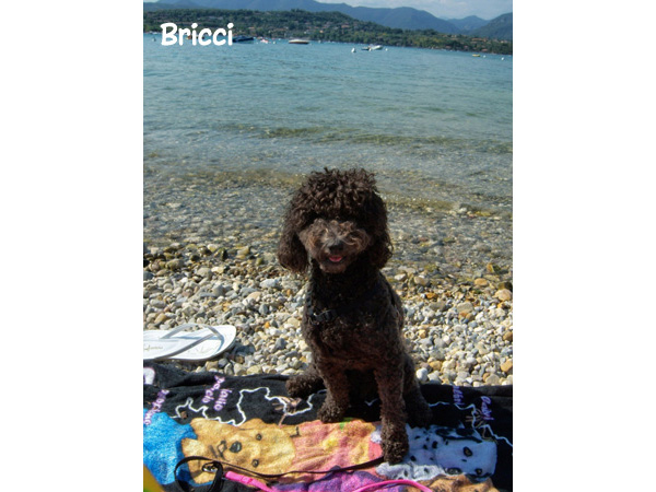 Cane in vacanza in spiaggia al Lago di Garda, Veneto