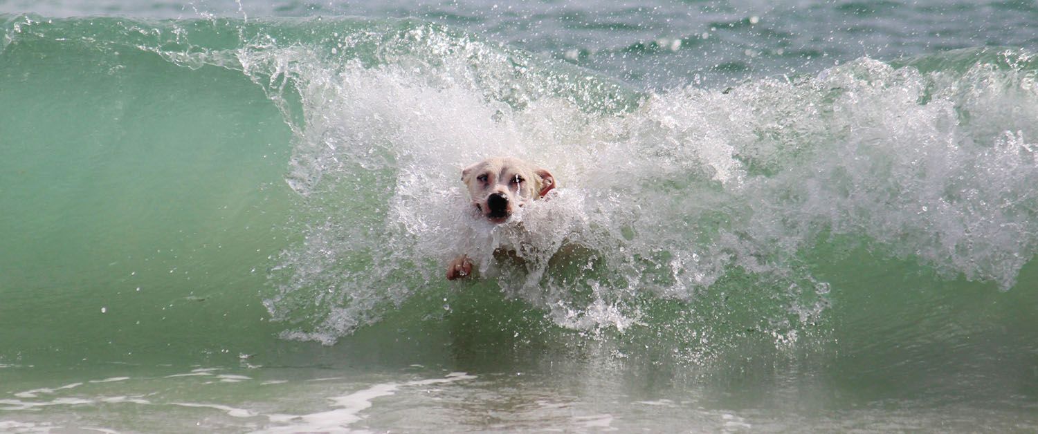 Cane a fare il bagno nel mare