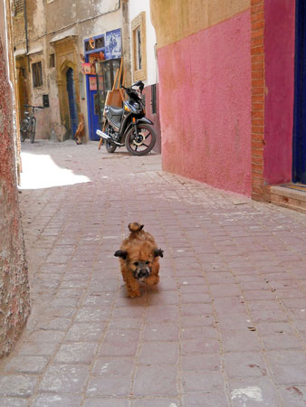 Cani a Essaouira, Marocco
