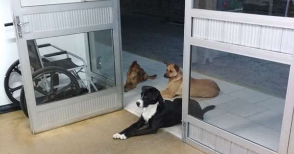 I cani, in attesa
