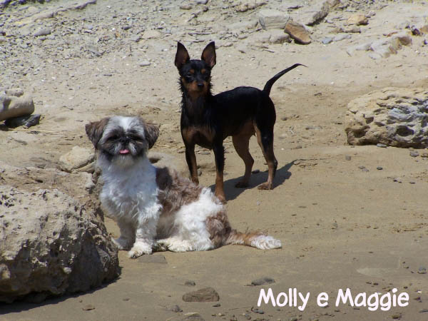 Cani in vacanza in Croazia - Molly e Maggie