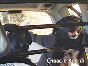 Chaac e Ken-di Dogwelcome in auto, in viaggio in Francia