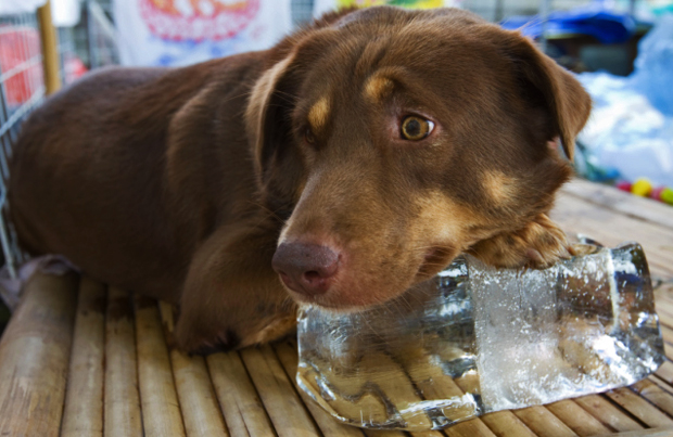 Il ghiaccio: un aiuto per il cane contro il caldo estremo
