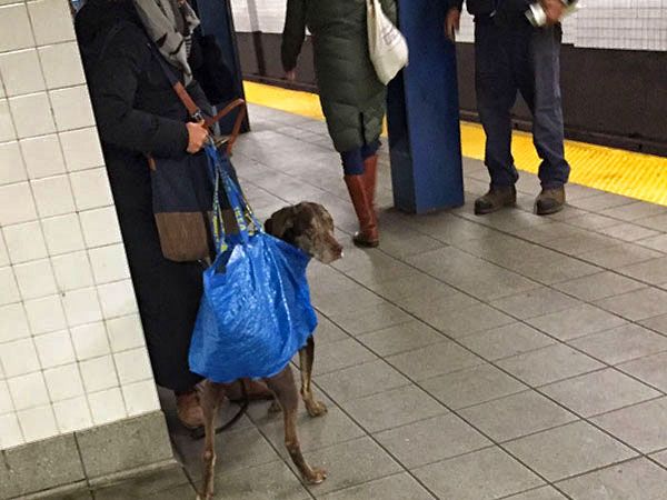Metro di New York con il cane - Ph. Credits: EmilNYC