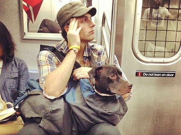 Metro di New York con il cane - Ph. Credits: Hansyandbrush