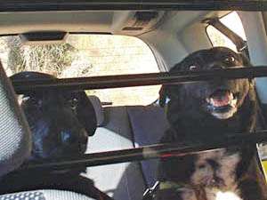 Chaac e Ken-di Dogwelcome in auto