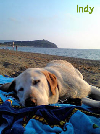Indy, Cane in vacanza in Sardegna, Costa Rei