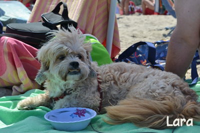 Lara, cane in vacanza in Puglia, Ostuni, Brindisi