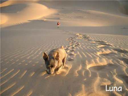 Luna, cane in vacanza in Marocco