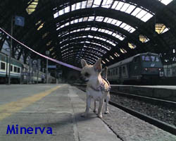 Minerva in treno