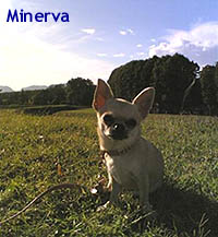 La cagnolina Minerva sulle Mura di Lucca