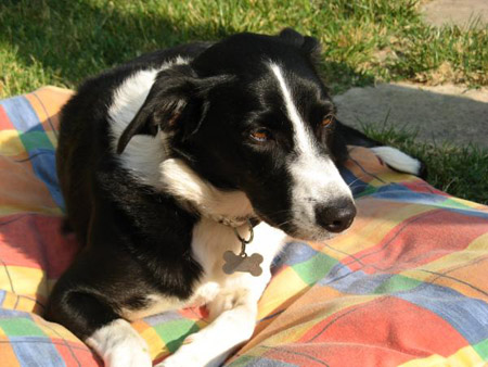 Molly di Katia e Neil - Campeggio cani ammessi in Corsica