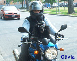 Olivia - cane in moto