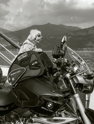 Pedro, cane in moto