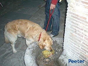 Cane in vacanza a Castiglione della Pescaia, Grosseto
