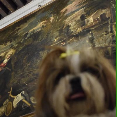 Ginger al museo Scuola Grande di San Rocco cani piccoli ammessi