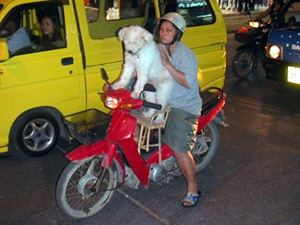Cane in moto in Thailandia