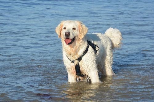 Vacanza al mare con il cane - Cane felice nell'acqua