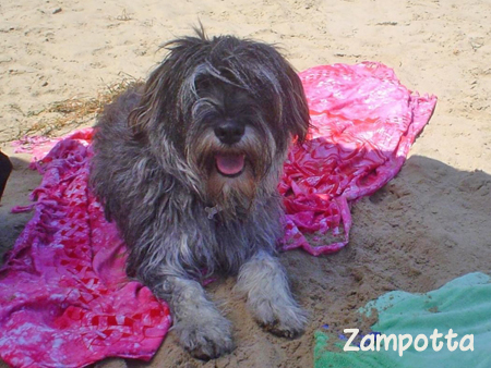 Zampotta - cane in vacanza in Puglia