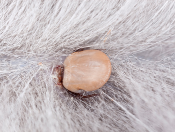Una zecca morbida già inserita nella pelle di un cane