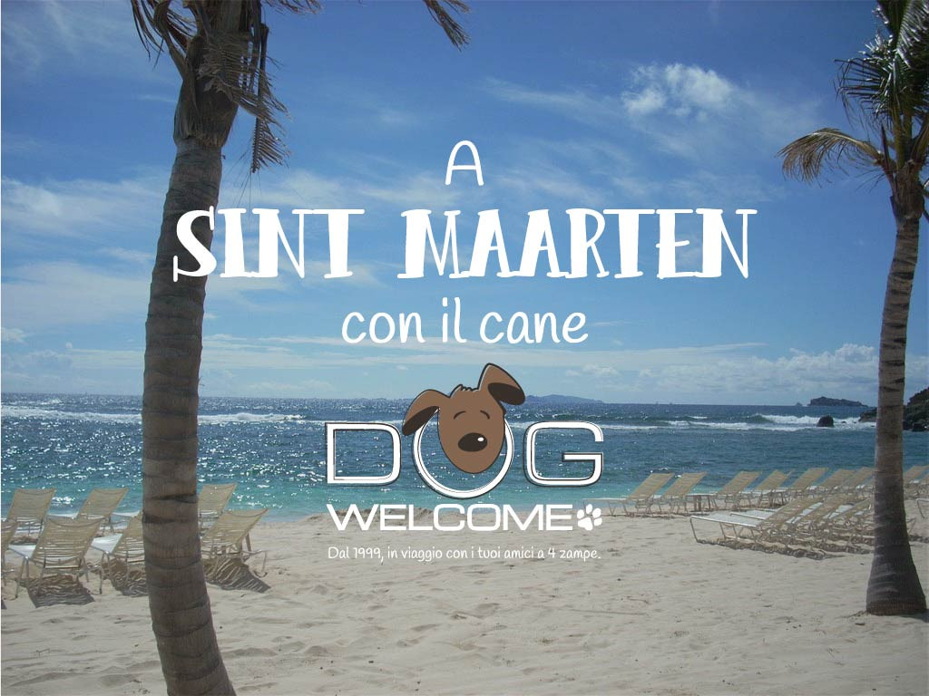 A Sint Maarten con il cane