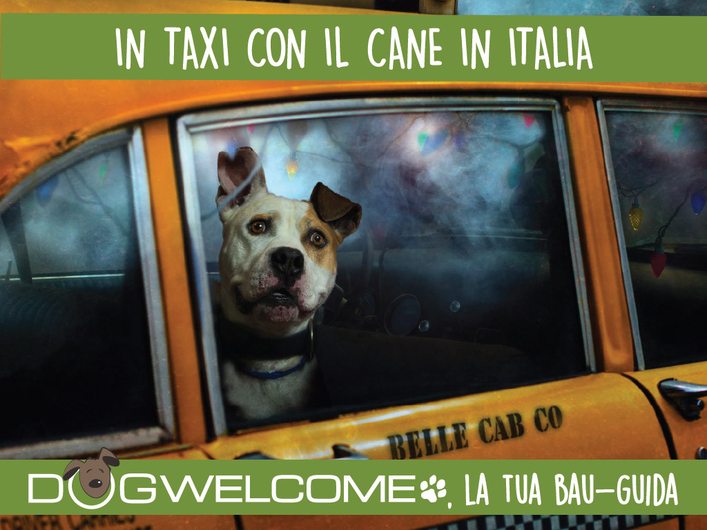 In taxi in Italia con cane, gatto o altri animali domestici