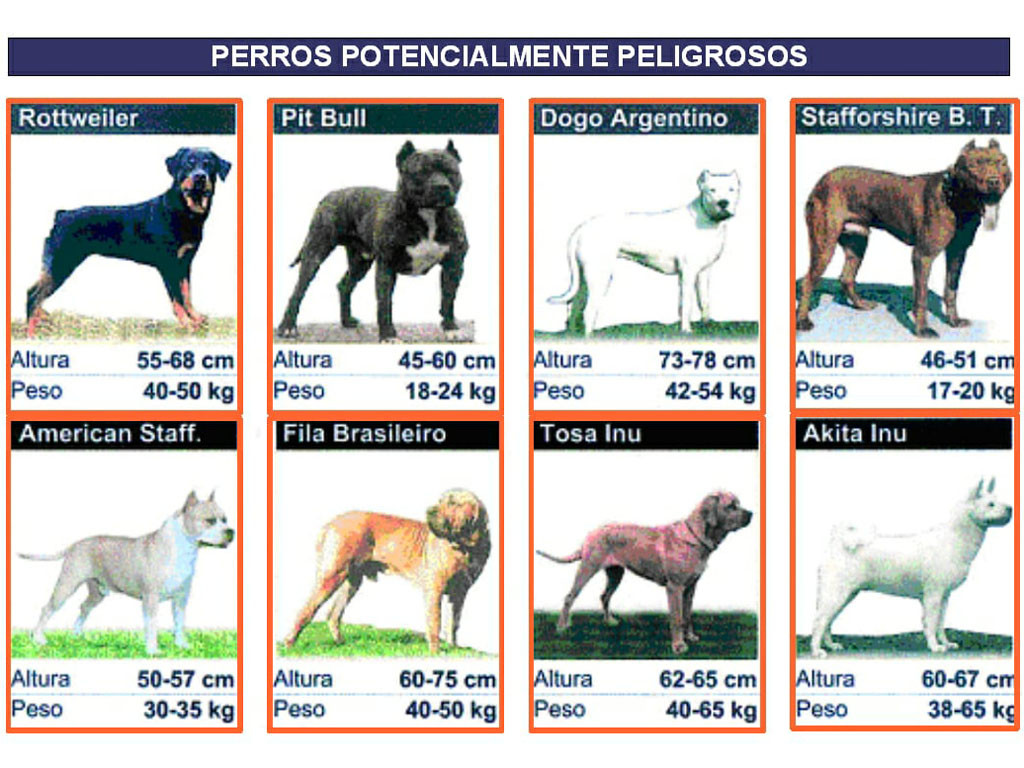 I cani considerati potenzialmente pericolosi in Spagna