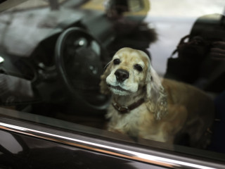 Non lasciate il cane in macchina quando fa caldo