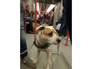 Astrid di Noemi nella metro a Milano - Foto di Noemi S. - © Dogwelcome