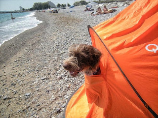 Cosa portare in spiaggia quando ci andiamo con il cane?