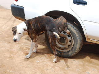 Cane che fa la pipì - Ph. Credits: Ivan Mlinaric (Flickr: Dog pissing on cars wheel) [CC BY 2.0 (http://creativecommons.org/licenses/by/2.0)], via Wikimedia Commons