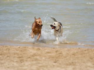 Spiagge per cani in Basilicata, Pisticci, provincia di Matera