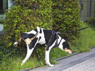 Obbligo di disinfettare il suolo ad Acerra in passeggiata con il cane, altrimenti multa