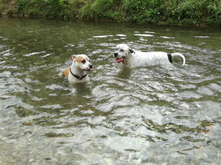 Passeggiata con il cane al fiume Camaiore con bagnetto rinfrescante