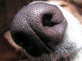 L'olfatto del cane per rilevare il Covid - Ph. Credits: Piotr Grzywocz