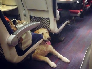 Viaggiare in treno con cane, gatto ed altri animali domestici