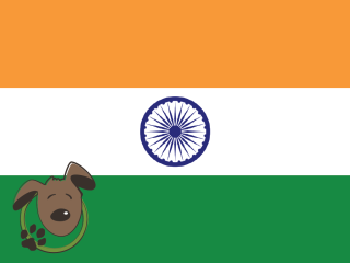 Le norme per recarsi in India con un cane, un gatto ed altri animali domestici